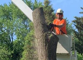 Tree Removal by Cutting Edge Tree Services