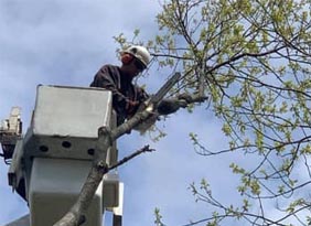 Tree Trimming by Cutting Edge Tree Service